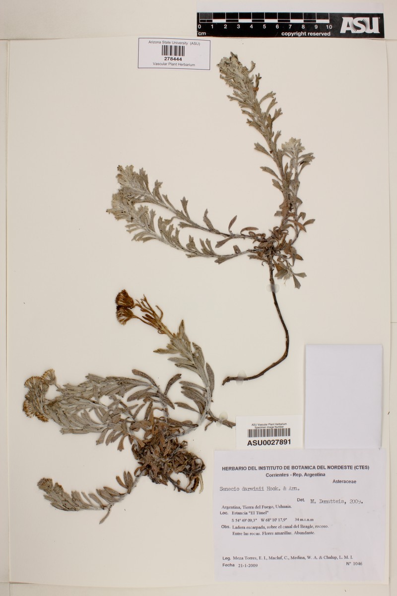 Senecio darwinii photo 3