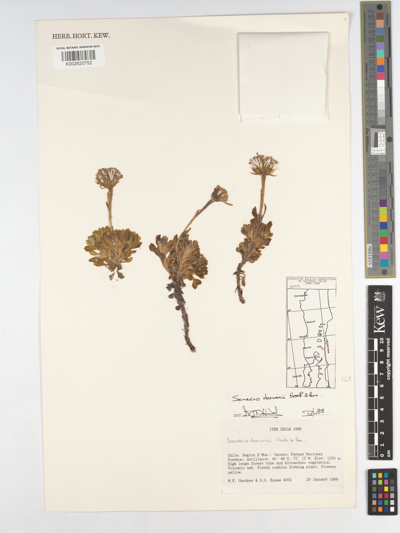 Senecio darwinii photo 4