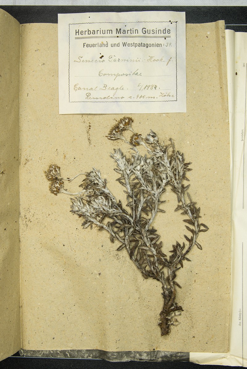 Senecio darwinii photo 6
