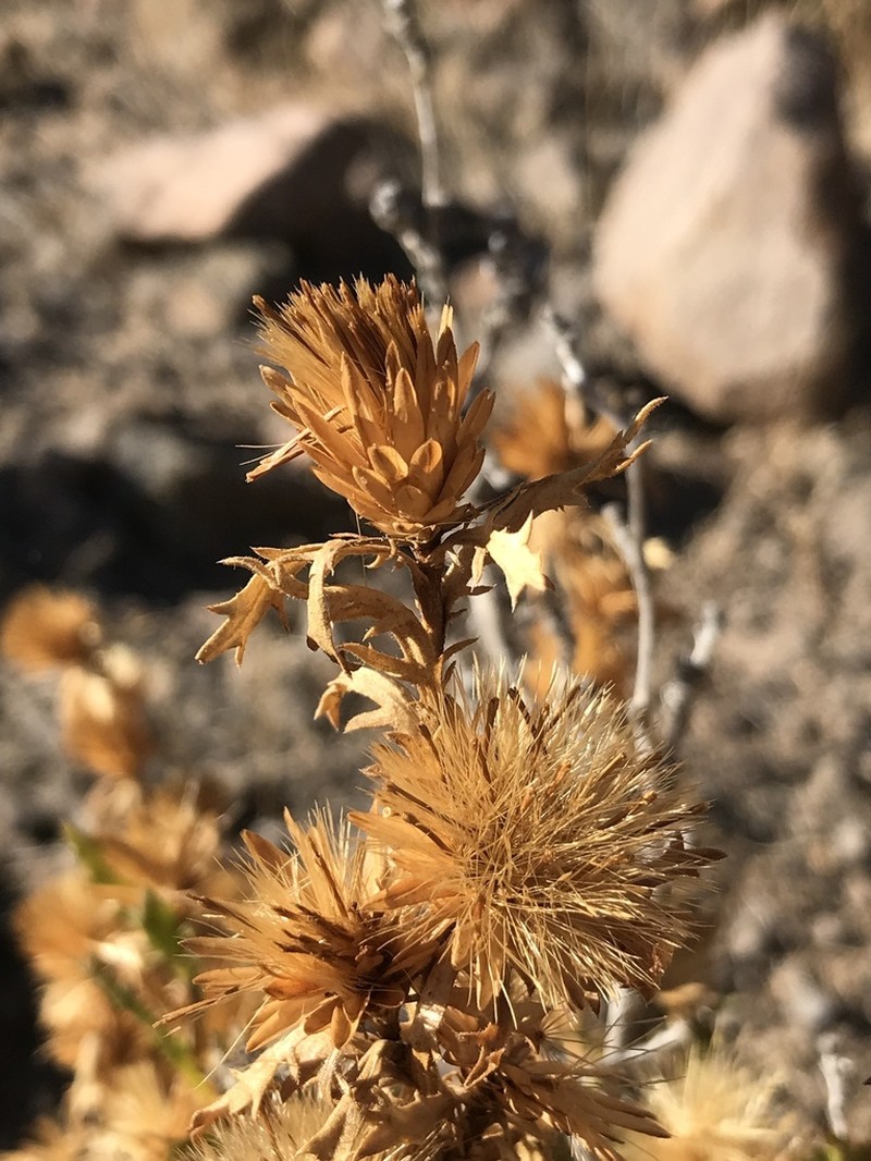 Senecio davilae photo 2