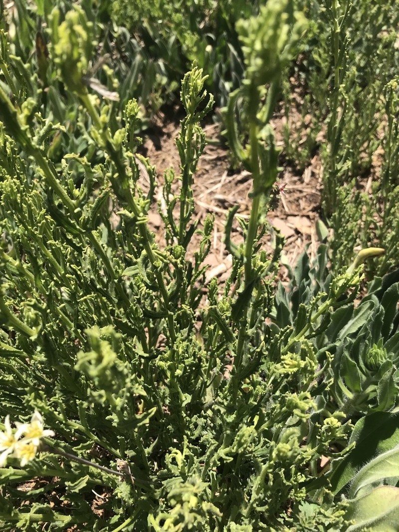 Senecio davilae photo 3