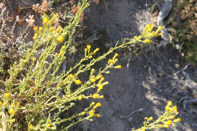 Senecio davilae