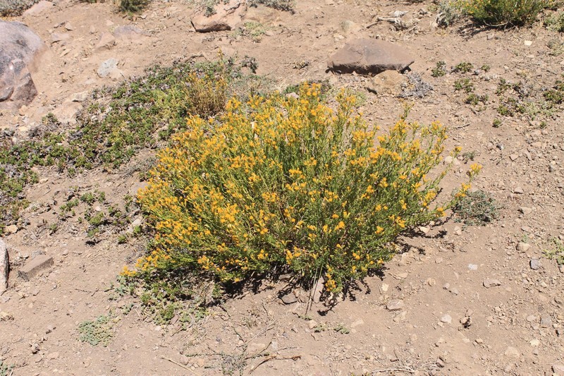 Senecio davilae photo 4