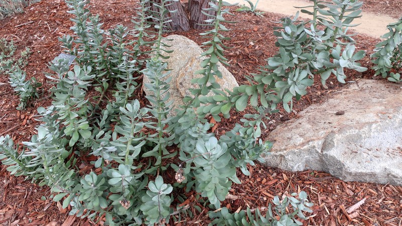 Senecio decaryi