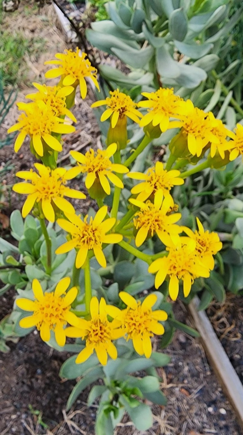 Senecio decaryi photo 2