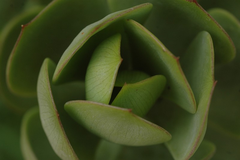 Senecio decaryi photo 3