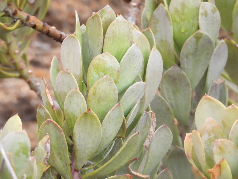 Senecio decaryi photo 5