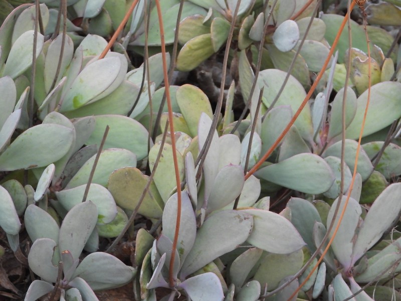 Senecio decaryi photo 6