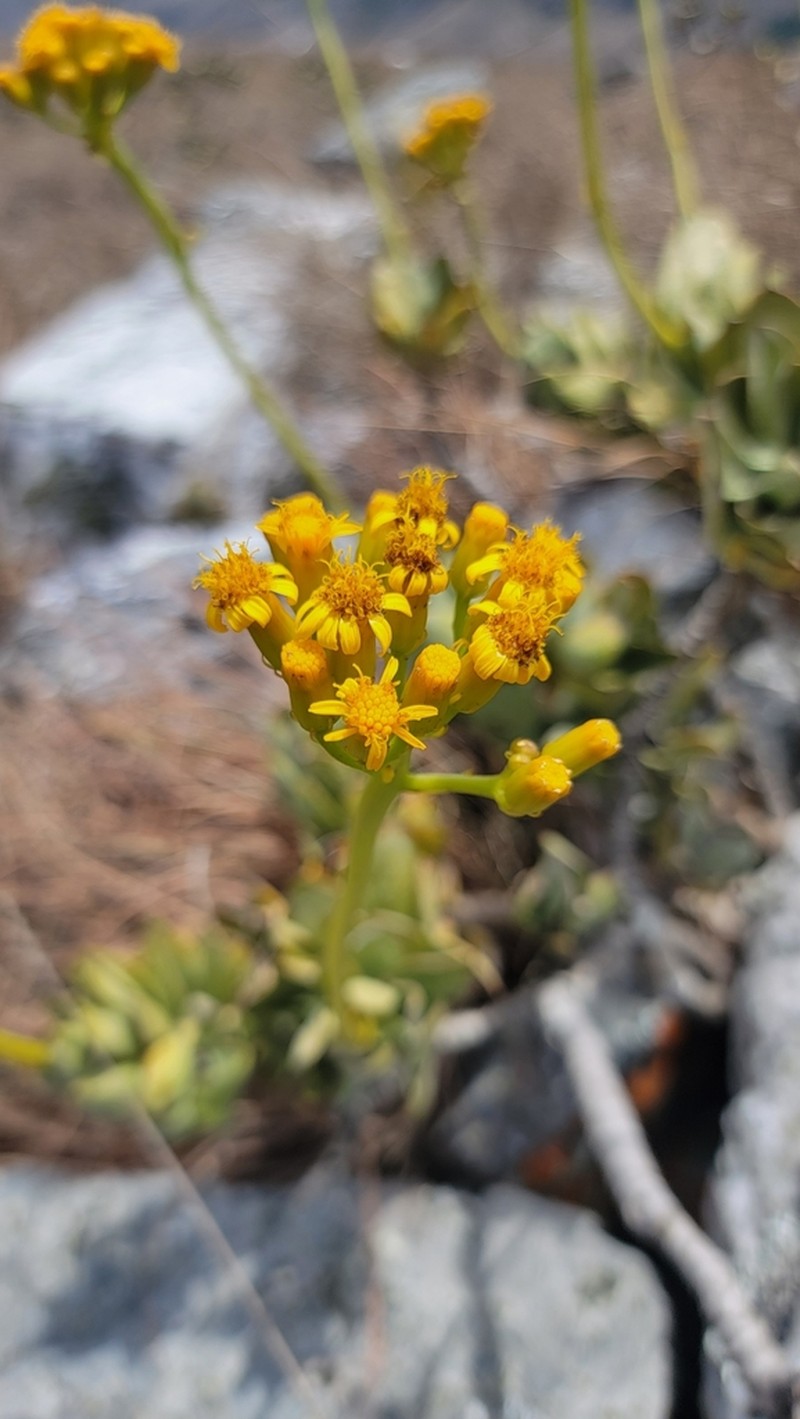 Senecio decaryi photo 7