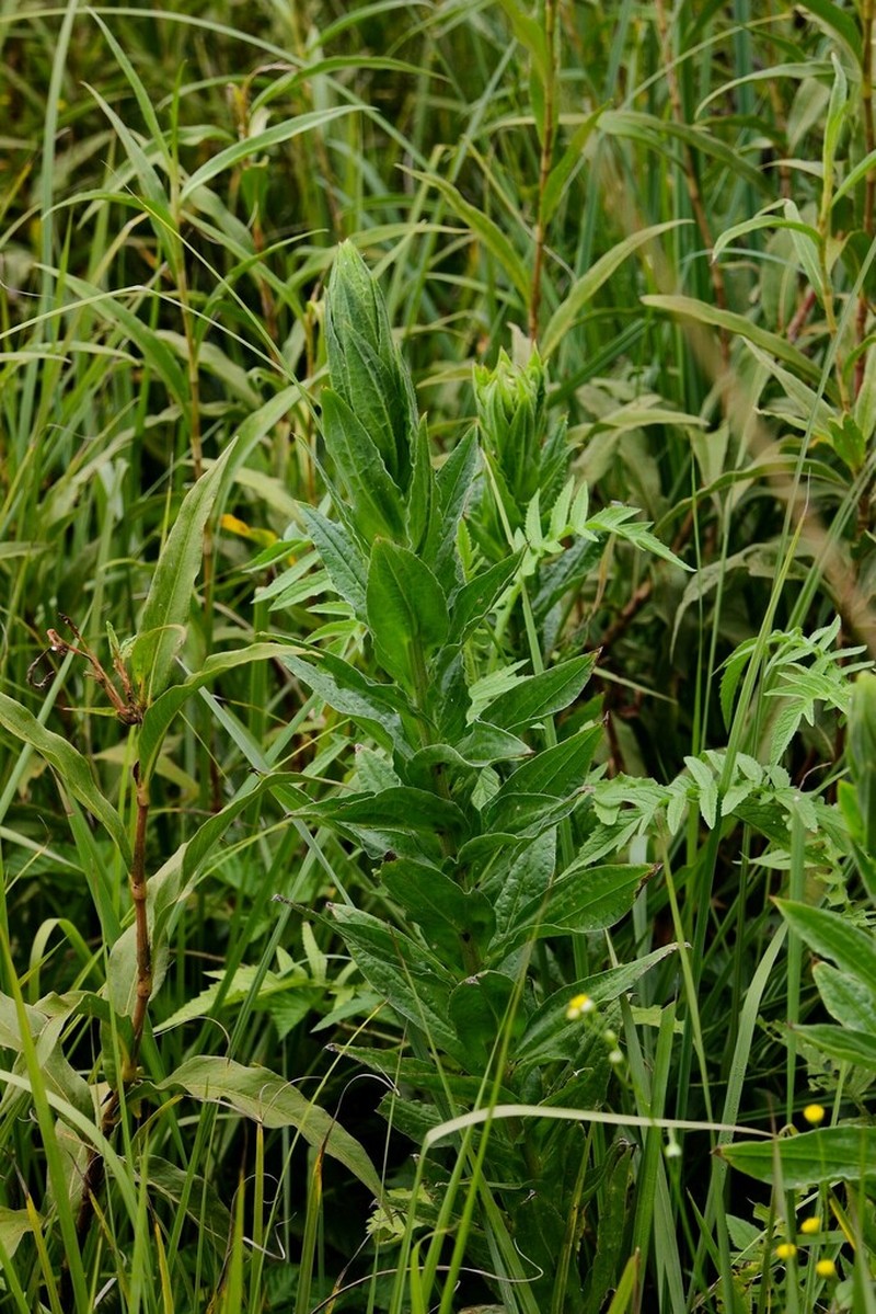 Senecio decurrens
