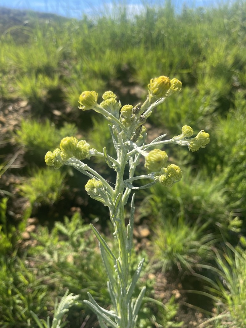 Senecio decurrens photo 2