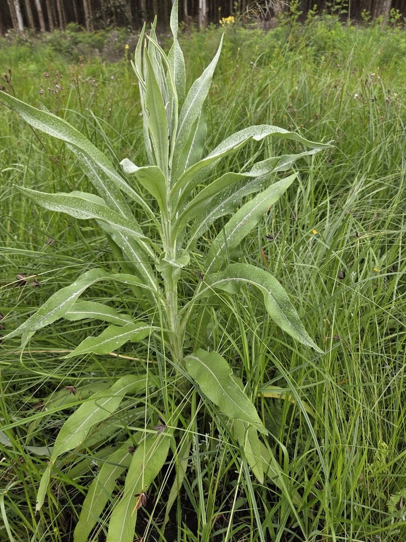 Senecio decurrens photo 3