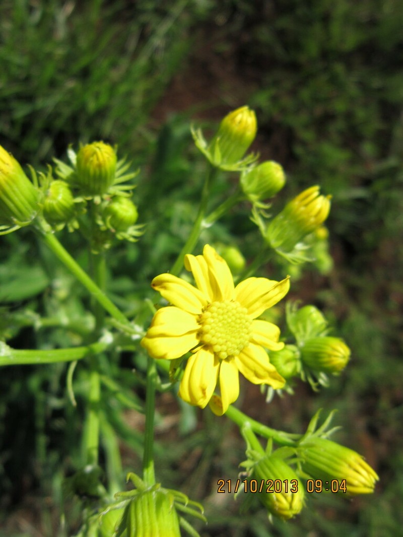 Senecio decurrens photo 5