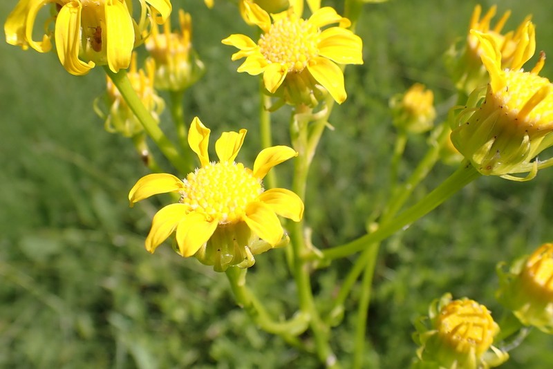 Senecio decurrens photo 6