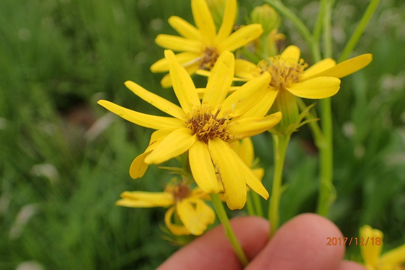 Senecio decurrens photo 7