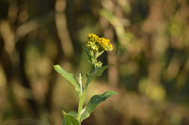 Senecio deferens