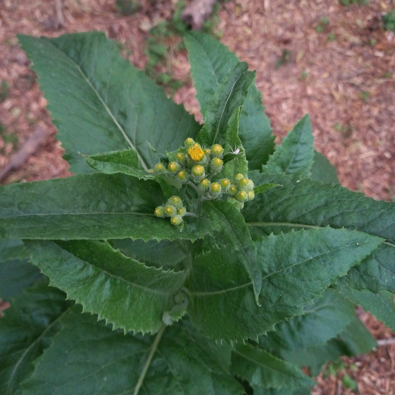 Senecio deferens photo 2