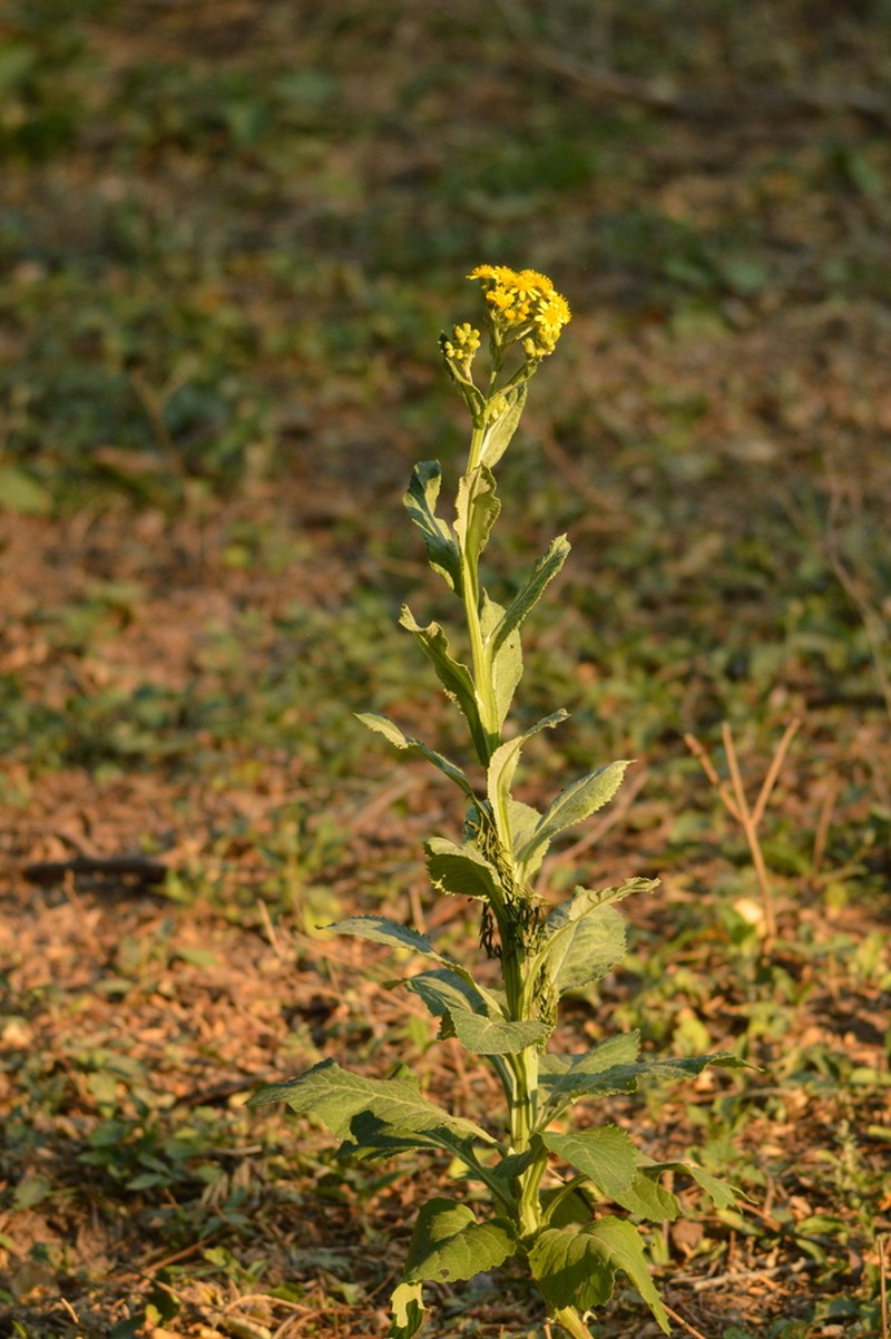 Senecio deferens photo 3
