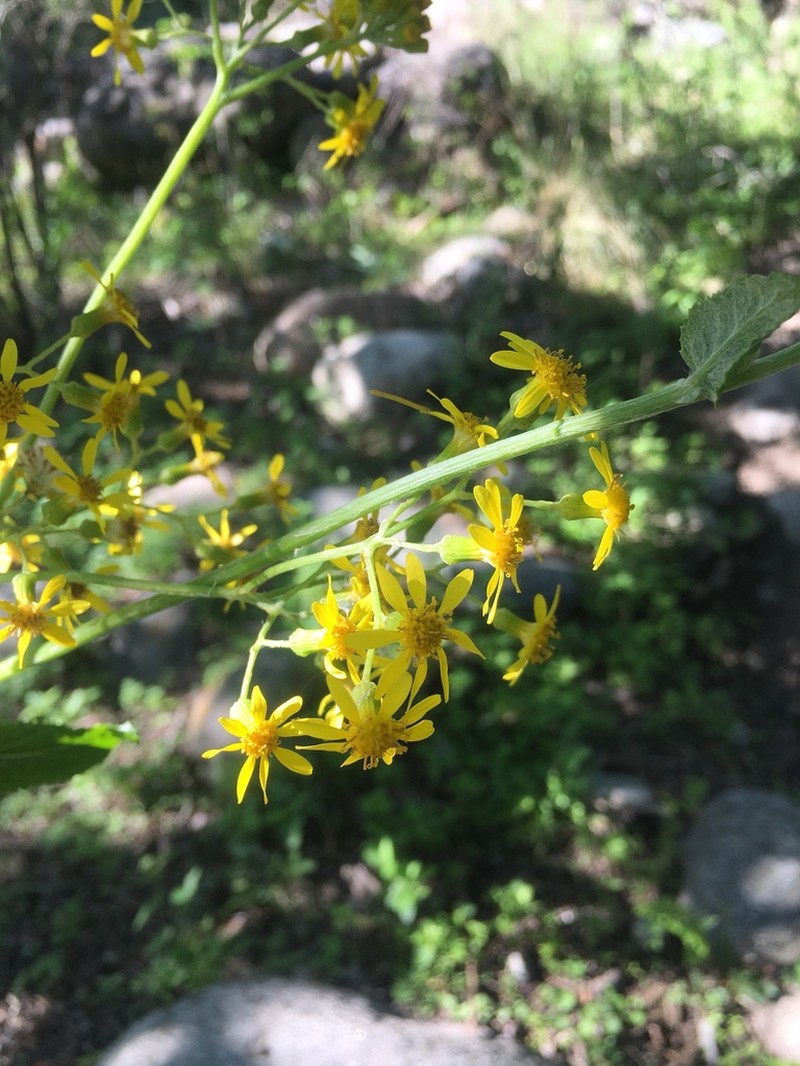 Senecio deferens photo 4