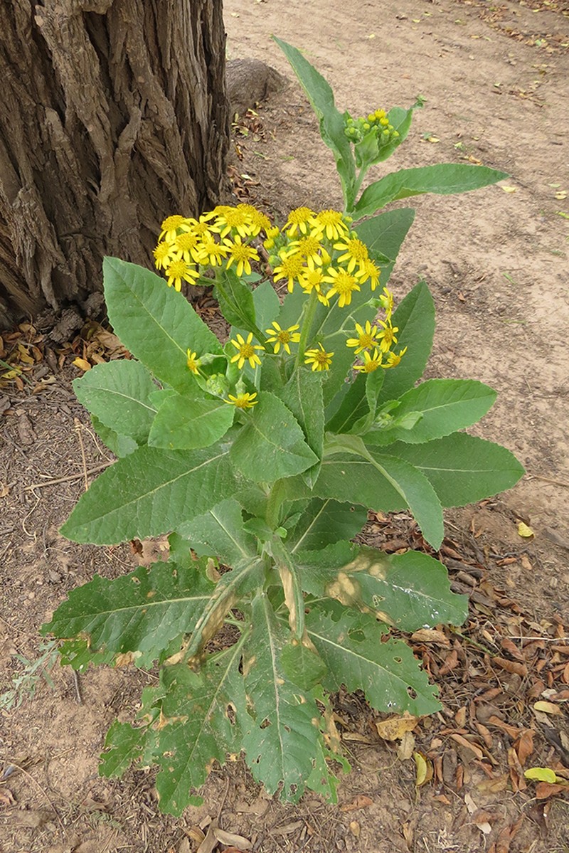 Senecio deferens photo 5