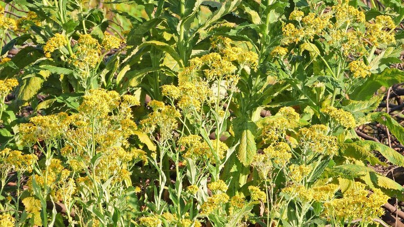 Senecio deferens photo 7