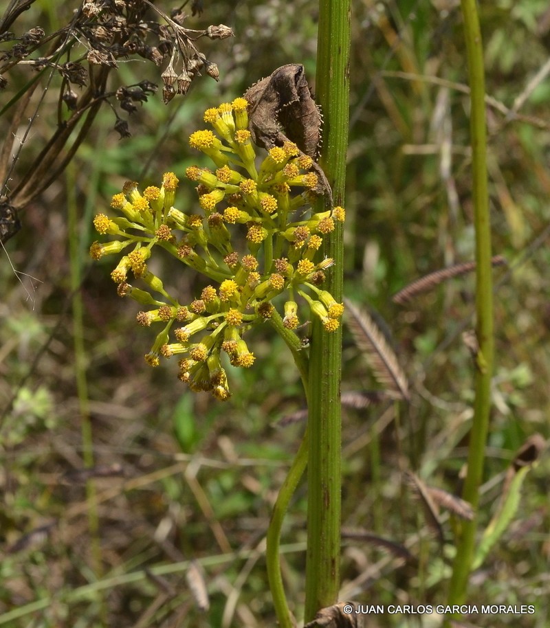 Senecio deformis