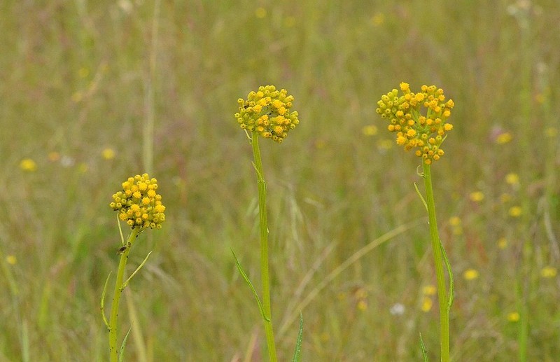 Senecio deformis photo 2