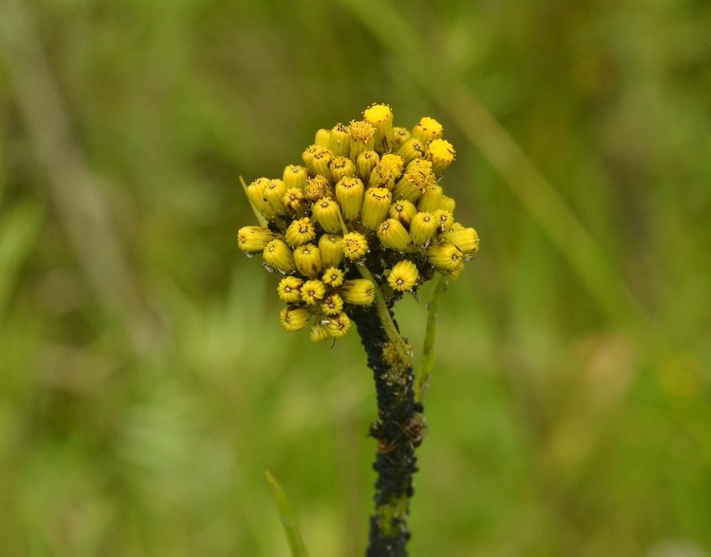 Senecio deformis photo 3