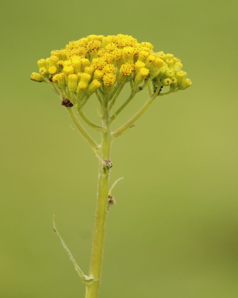 Senecio deformis photo 4