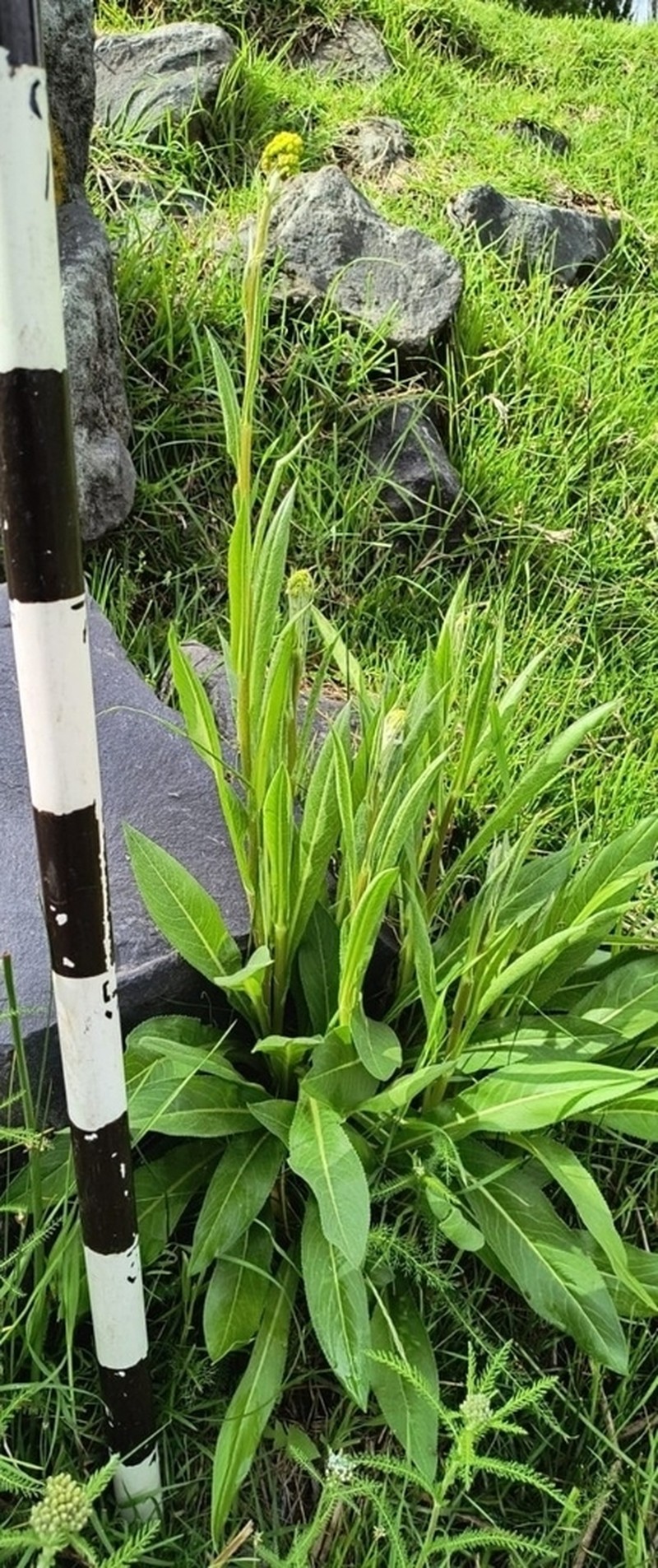 Senecio deformis photo 5