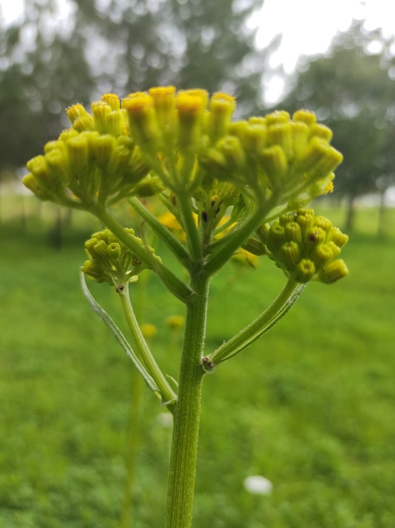 Senecio deformis photo 6
