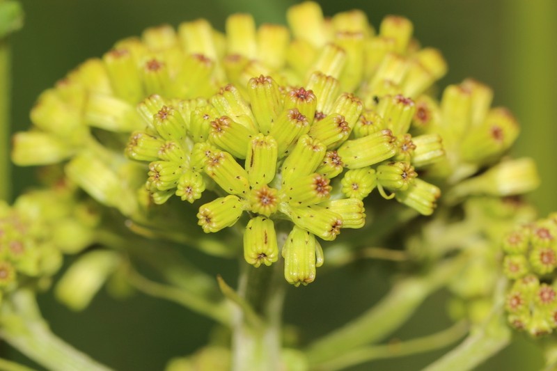 Senecio deformis photo 7