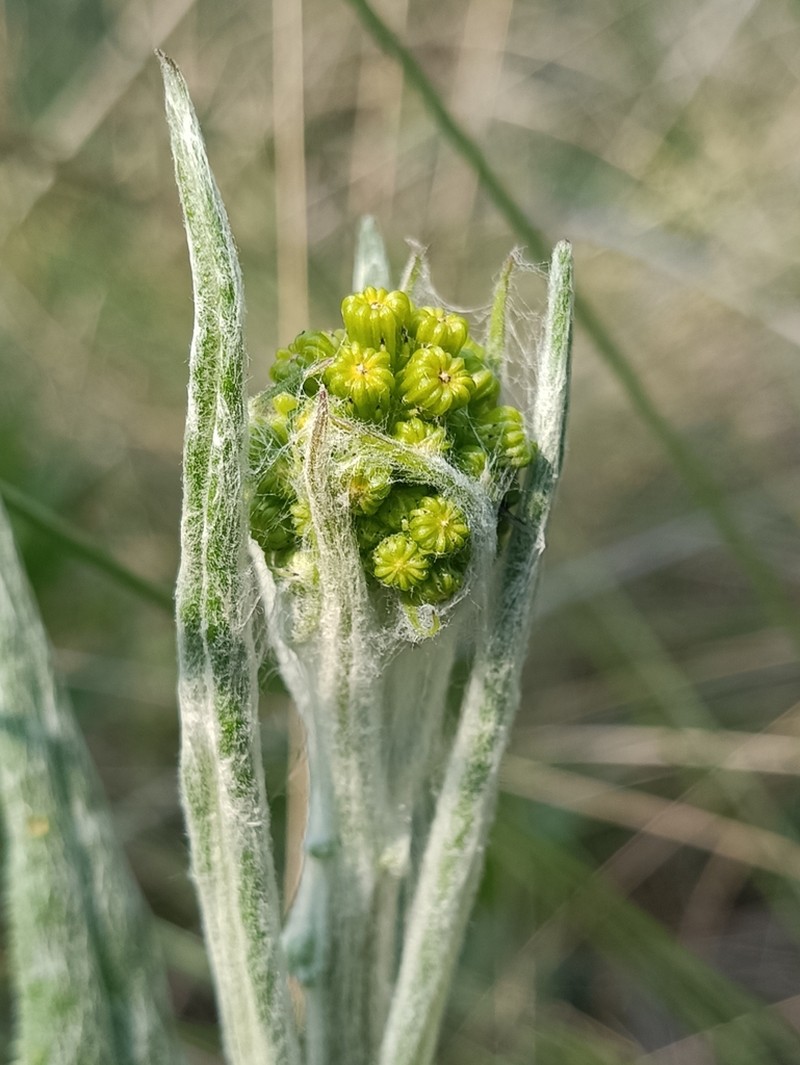 Senecio deformis photo 8