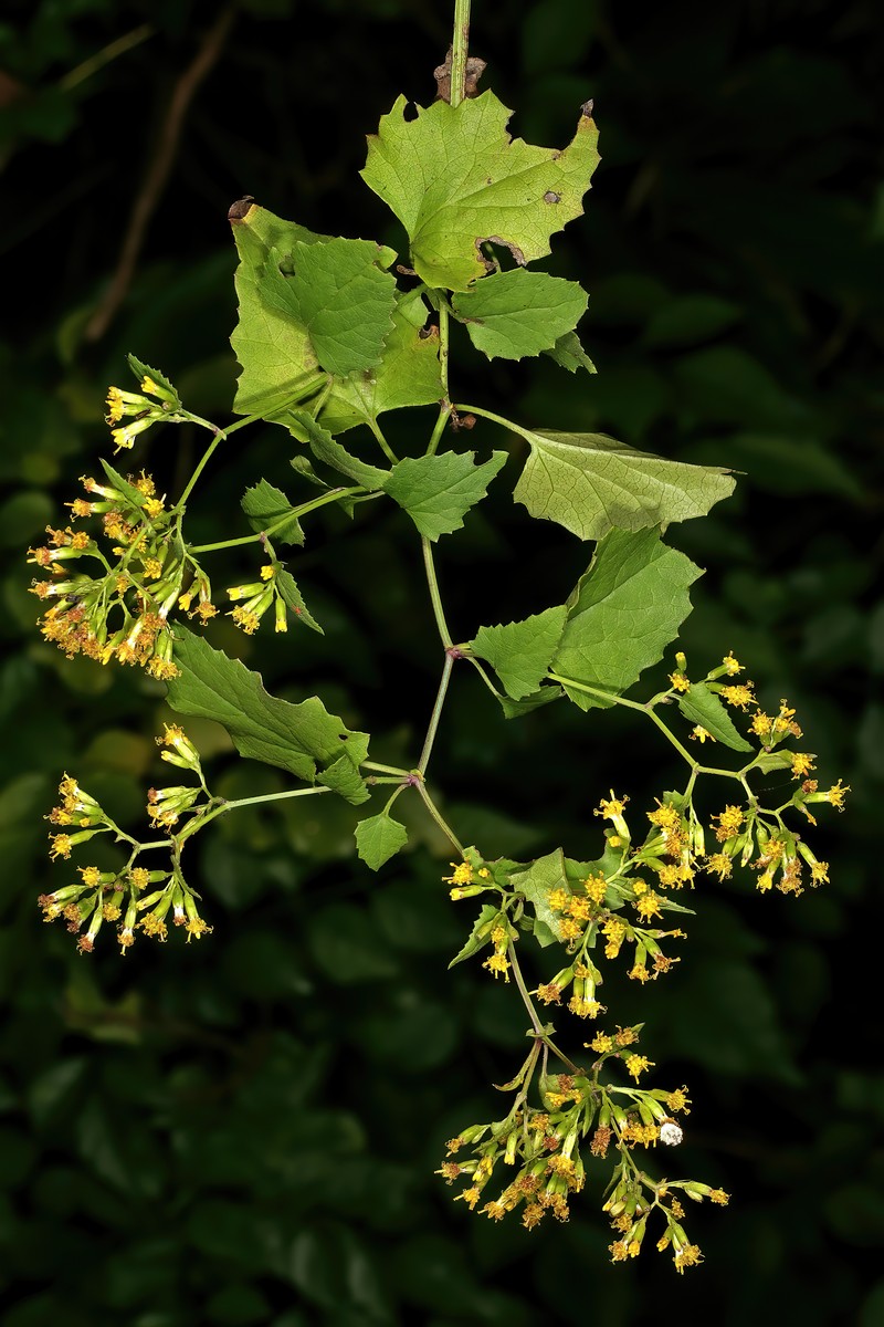 Senecio deltoideus