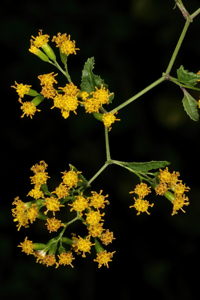 Senecio deltoideus photo 2