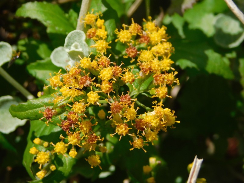 Senecio deltoideus photo 3