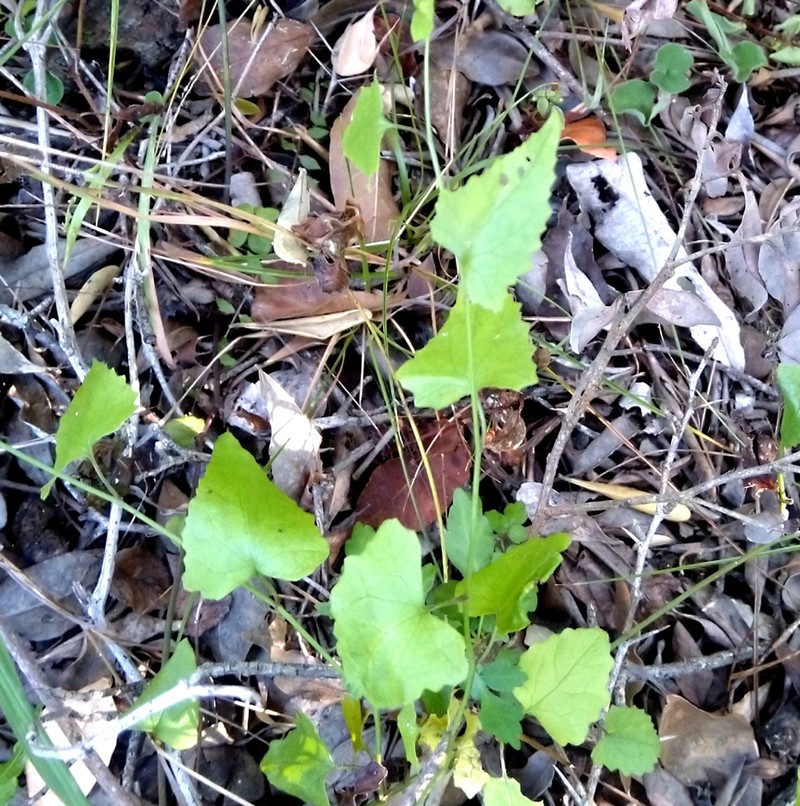 Senecio deltoideus photo 4