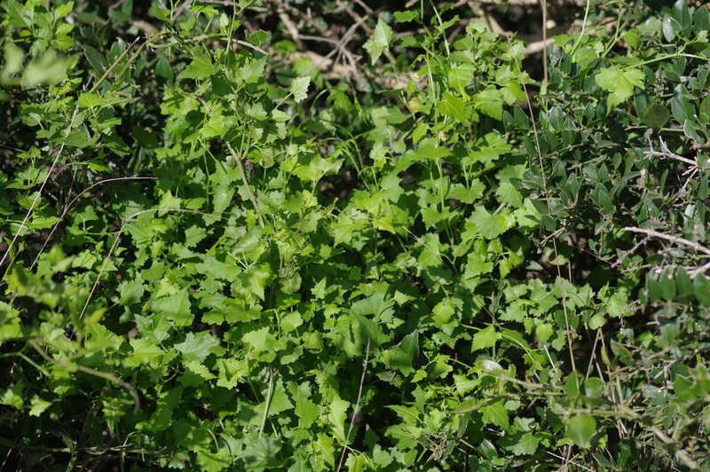 Senecio deltoideus photo 5