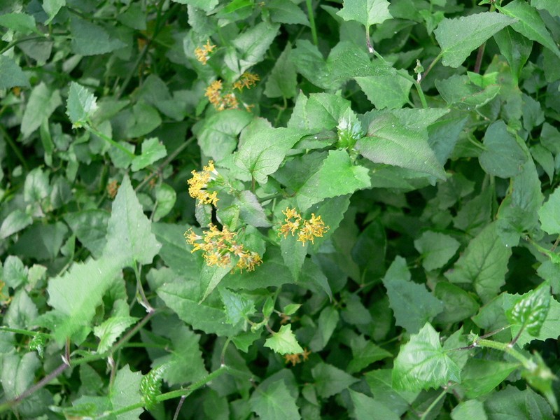 Senecio deltoideus photo 7