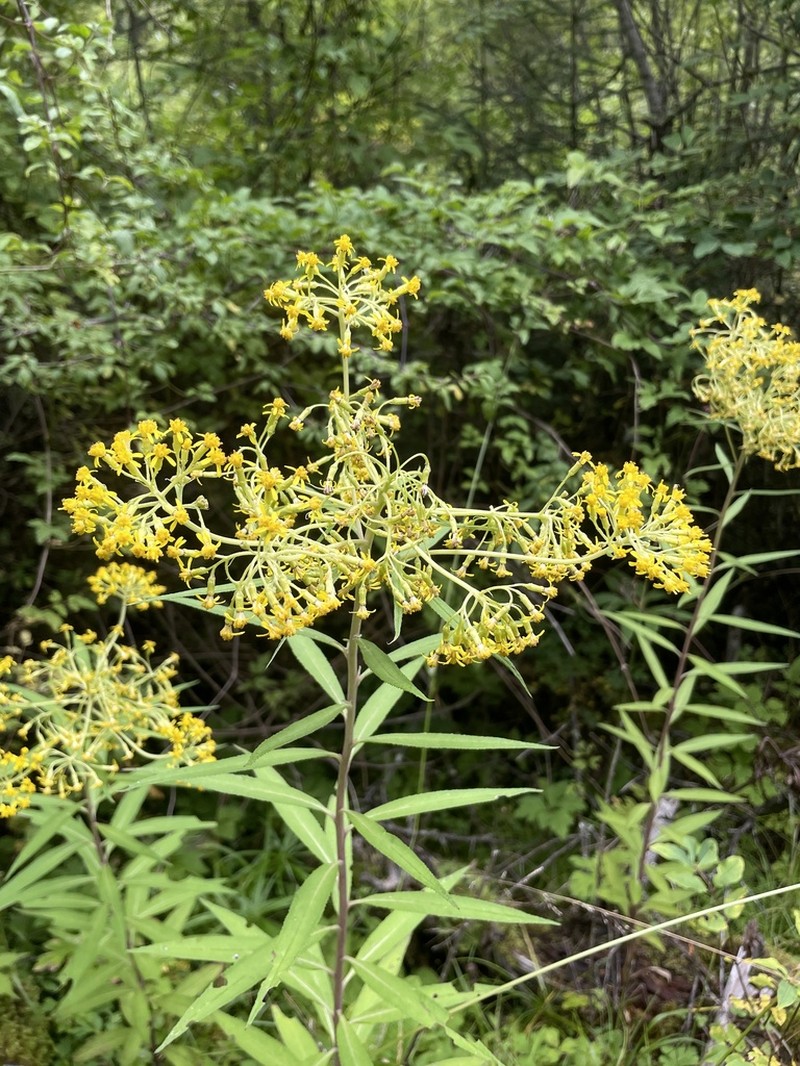 Senecio densiserratus