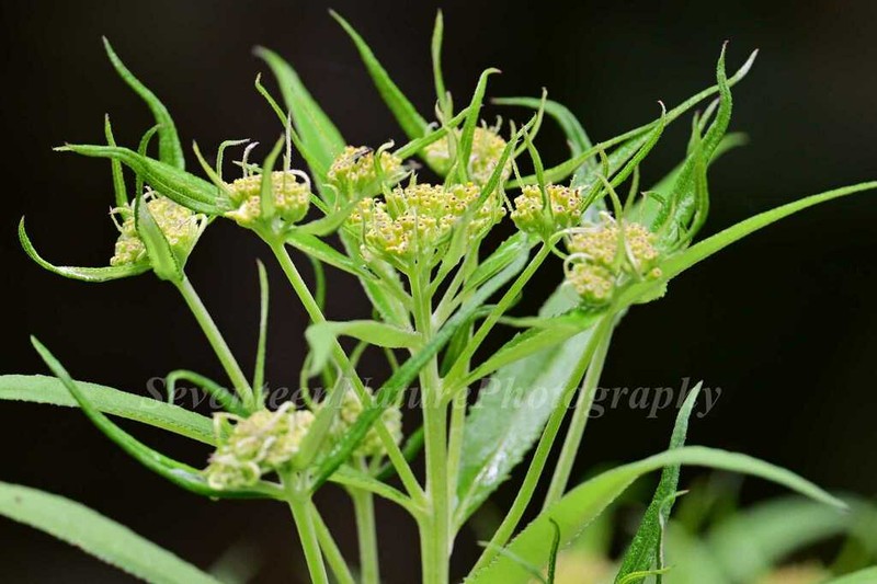 Senecio densiserratus photo 2