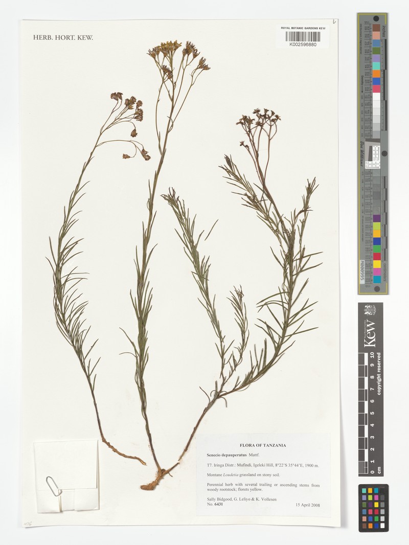 Senecio depauperatus