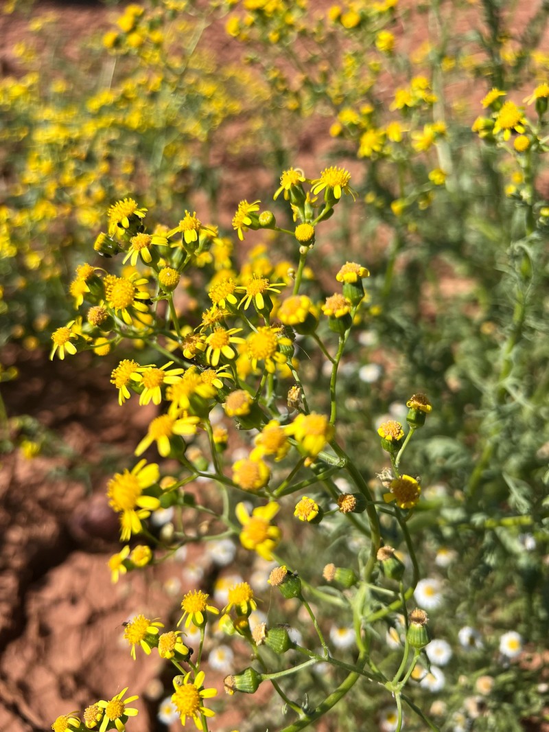 Senecio depressicola