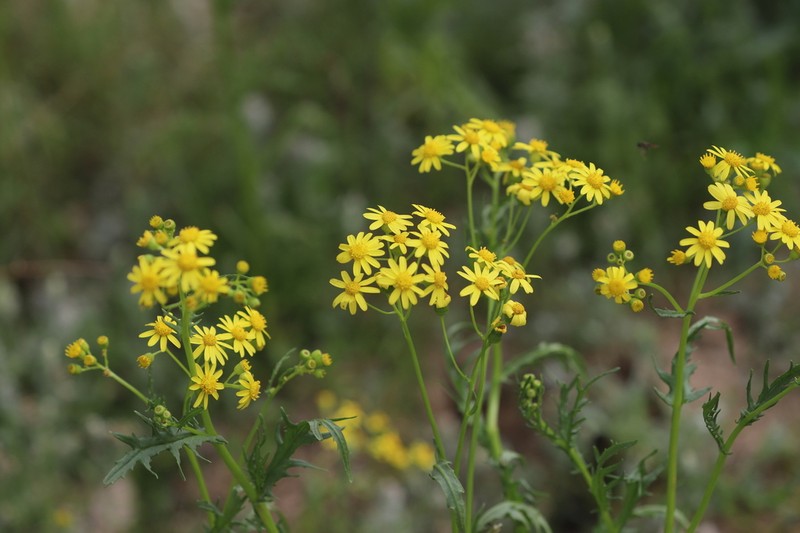 Senecio depressicola photo 2