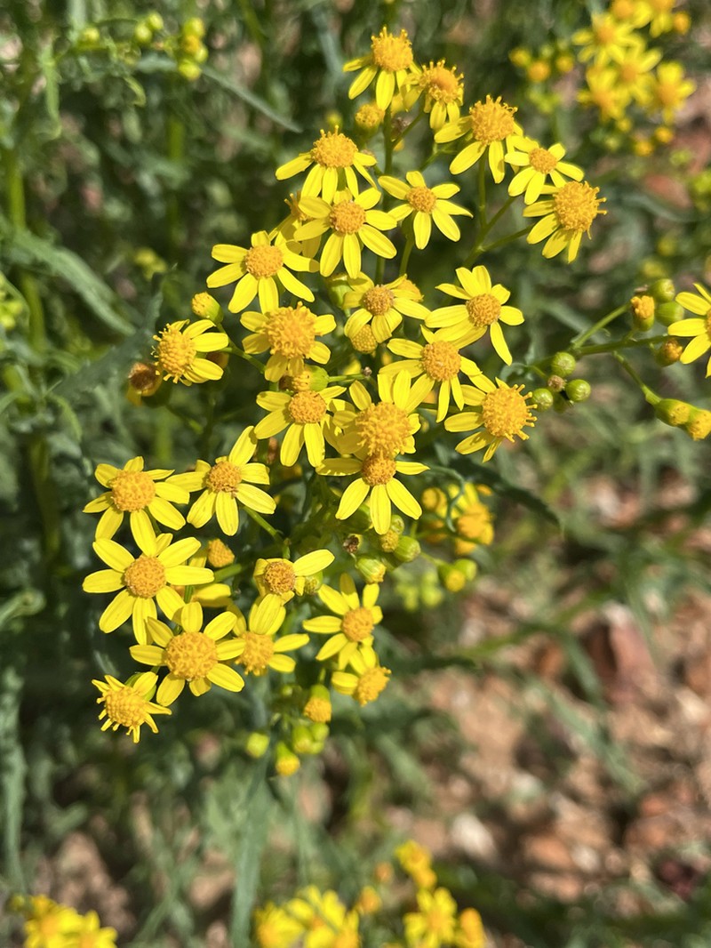 Senecio depressicola photo 3