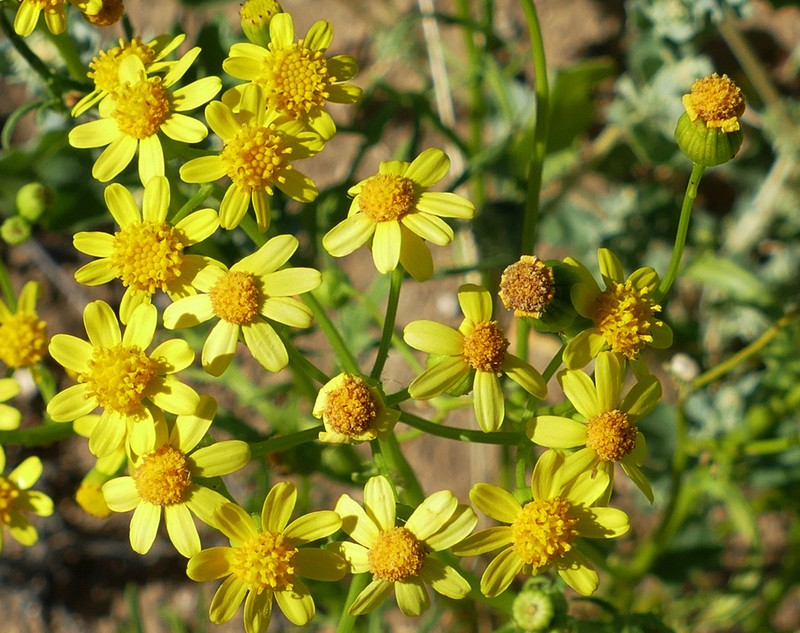 Senecio depressicola photo 4