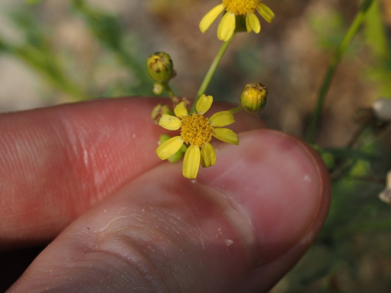 Senecio depressicola photo 5