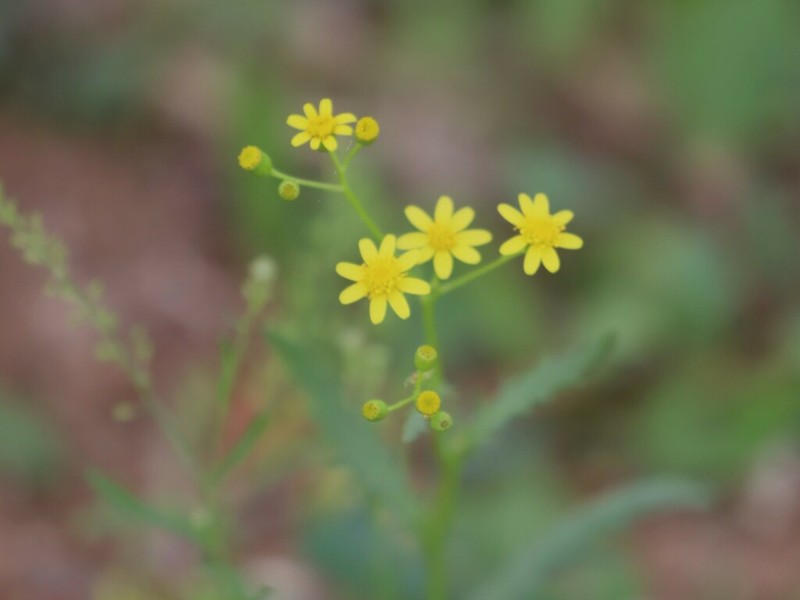 Senecio depressicola photo 6