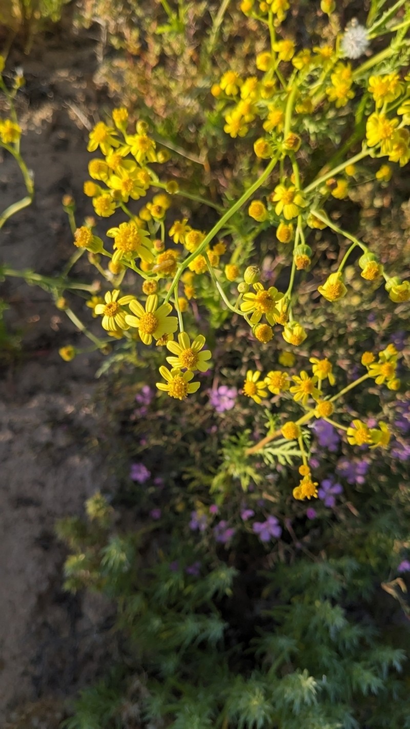 Senecio depressicola photo 7