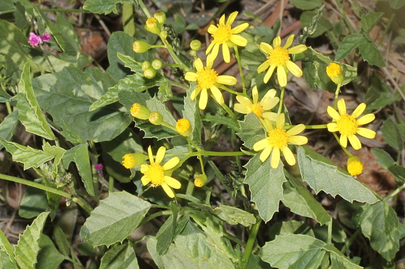 Senecio depressicola photo 8